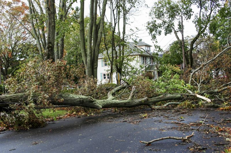 Fallen Tree Clearing