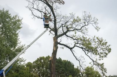 Spring Tree Removal
