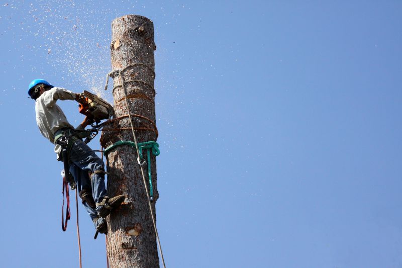 Professional Tree Removal Process