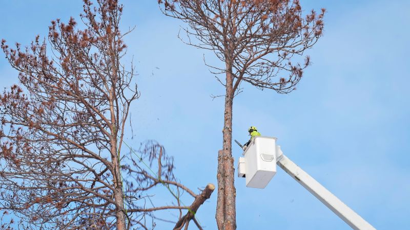 Why Hiring Professionals For Tree Removal Is Essential