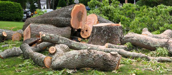Large Tree Removal in Granger