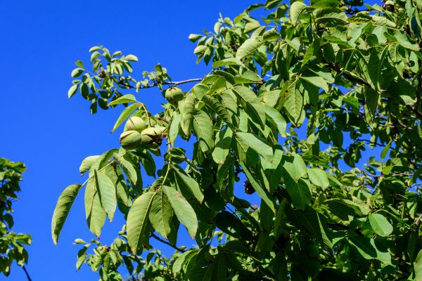 Walnut Tree Removal in Granger