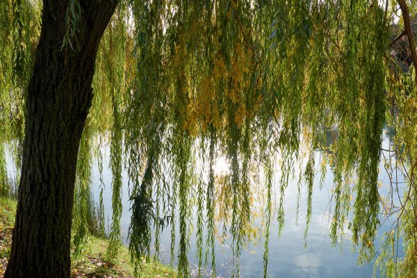 Willow Tree Removal in Granger