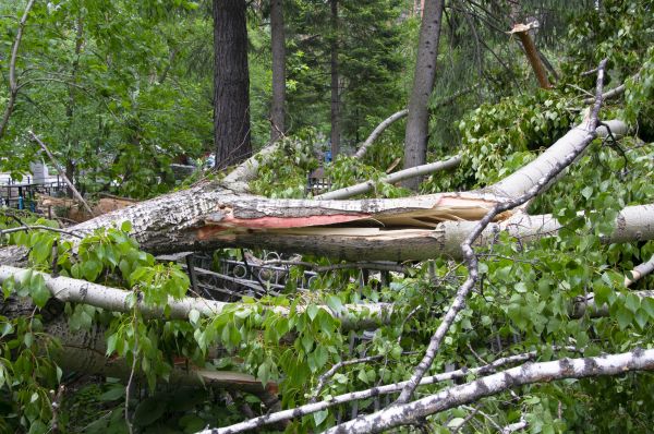 Birch Tree Removal in Granger