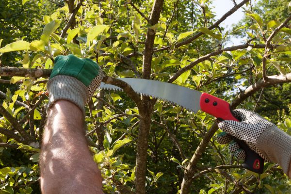 Elm Tree Removal in Granger