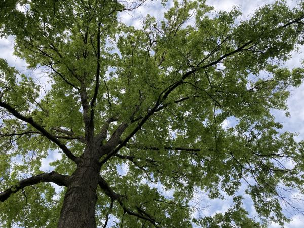 Oak Tree Removal in Granger