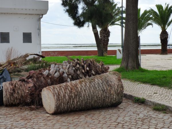 Palm Trees Removal in Granger