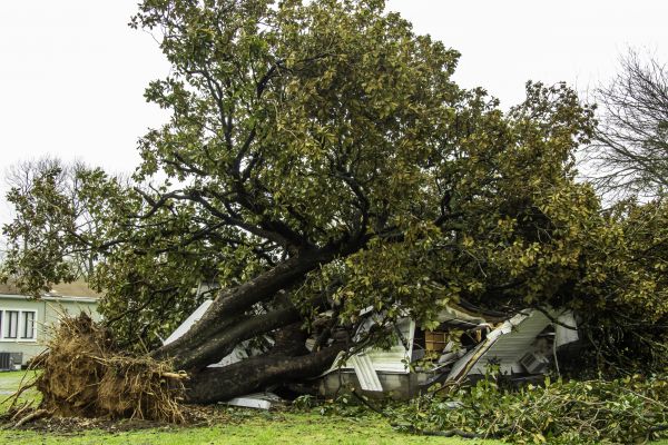 Fallen Tree Removal in Granger